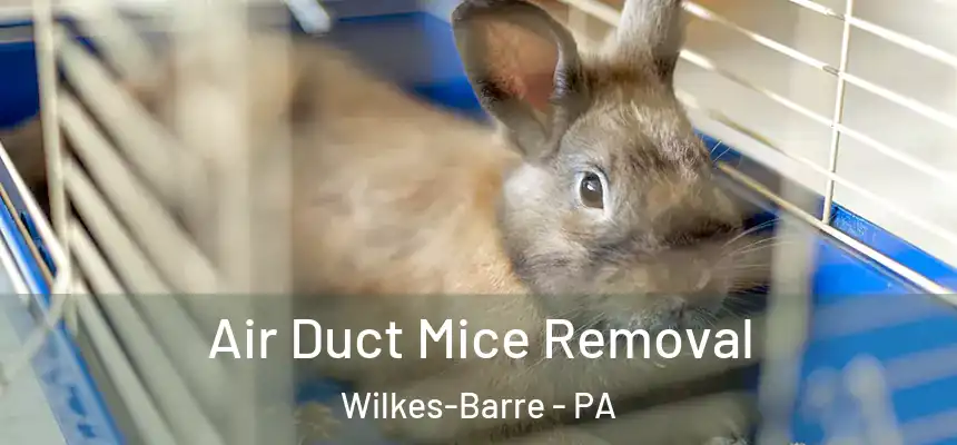  Air Duct Mice Removal Wilkes-Barre - PA